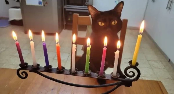 Кошка Елизаветы