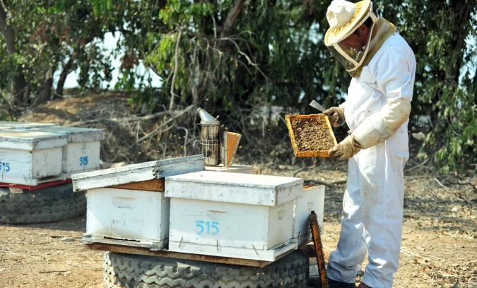 Кибуц Яд Мордехай, житель соибрает мёд к празднику Рош-ха Шана