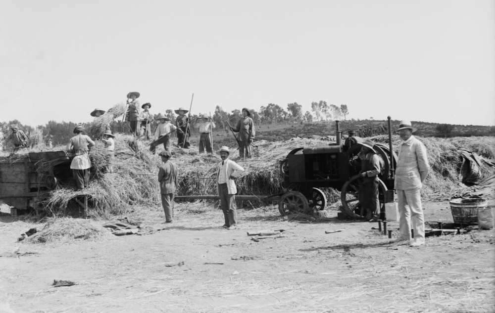 Уборка урожая в еврейском общинном сельскохозяйственном поселении-кибуце в Палестине. около 1920-39 гг.